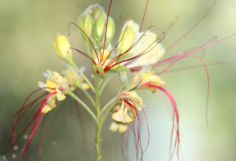 MEXICAN BIRD OF PARADISE (Caesalpinia mexicana) (5-29-11)  patagonia roadside rest, scc, az -01b