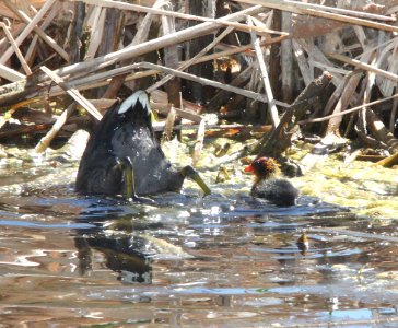 COOT, AMERICAN (5-17-11) with juv, patagonia lake, scc, az -01