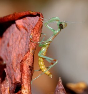 MANTIDS hatching (4-6-11) 78 circulo montana, patagonia lake ranch estates, scc, az -07
