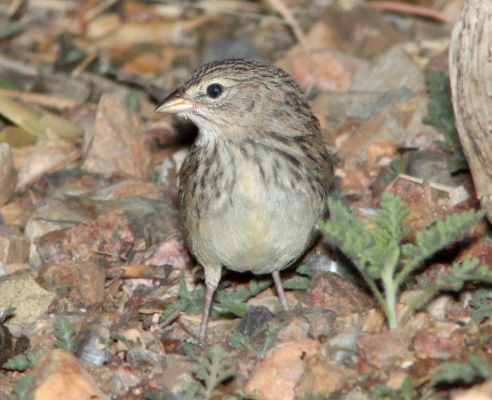 SPARROW, BOTTERI'S juv (10-21-11) 78 circulo montana, patagonia lake ranch estates, scc, az -03