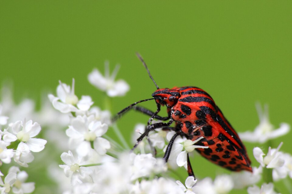 Forest mottled strip bug blossom