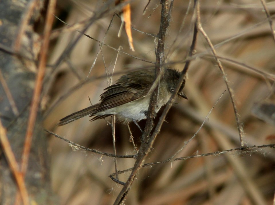 FLYCATCHER, WILLOW (5-10-11) patagonia lake, scc, az -03