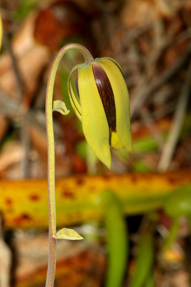 0101a - PITCHER-PLANT, DALINGTONIA (Darlingtonia californica) (6-21-11) near florence, lane co, or - (3)