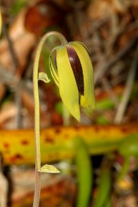 0101a - PITCHER-PLANT, DALINGTONIA (Darlingtonia californica) (6-21-11) near florence, lane co, or - (3)