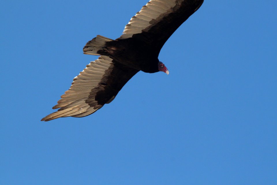VULTURE, TURKEY (5-22-11) 78 circulo montana, patagonia lake ranch estates, scc, az -05