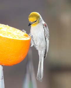 VERDIN (3-30-11) 78 circulo montana, patagonia lake ranch estates, scc, az -04