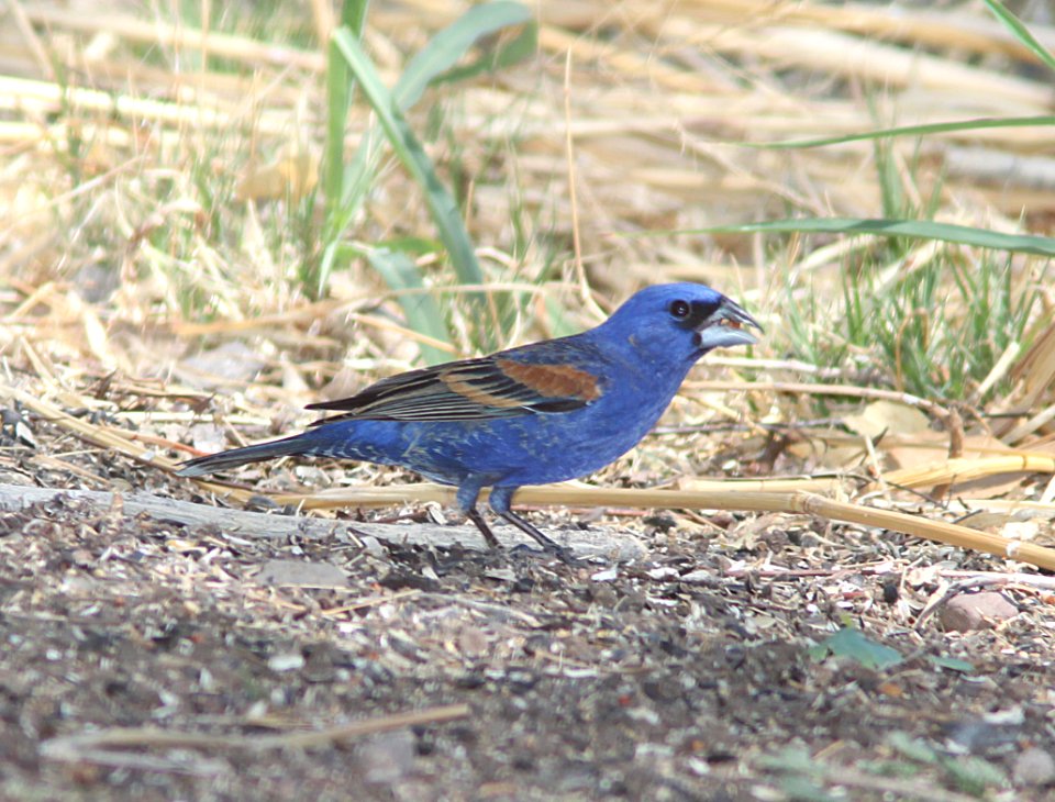 GROSBEAK, BLUE (6-11-11) 78 circulo montana, patagonia lake ranch estates, scc, az -01