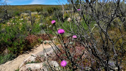 2019.04.07 Catalina State Park photo