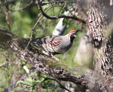QUAIL, GAMBEL'S (5-24-12) patagonia lake, scc, az -01