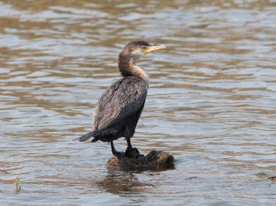 CORMORANT, DOUBLE-CRESTED (4-30-11) patagonia lake, scc, az -01