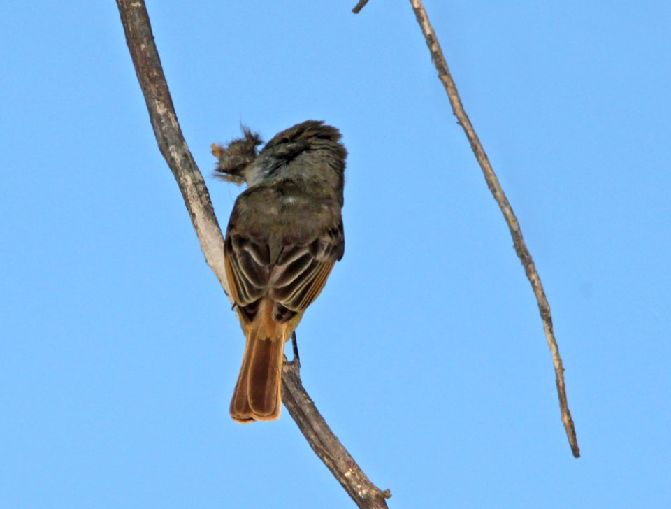 FLYCATCHER, BROWN-CRESTED (5-8-11) de anza trail, tumacacori, scc, az -02