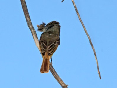 FLYCATCHER, BROWN-CRESTED (5-8-11) de anza trail, tumacacori, scc, az -02
