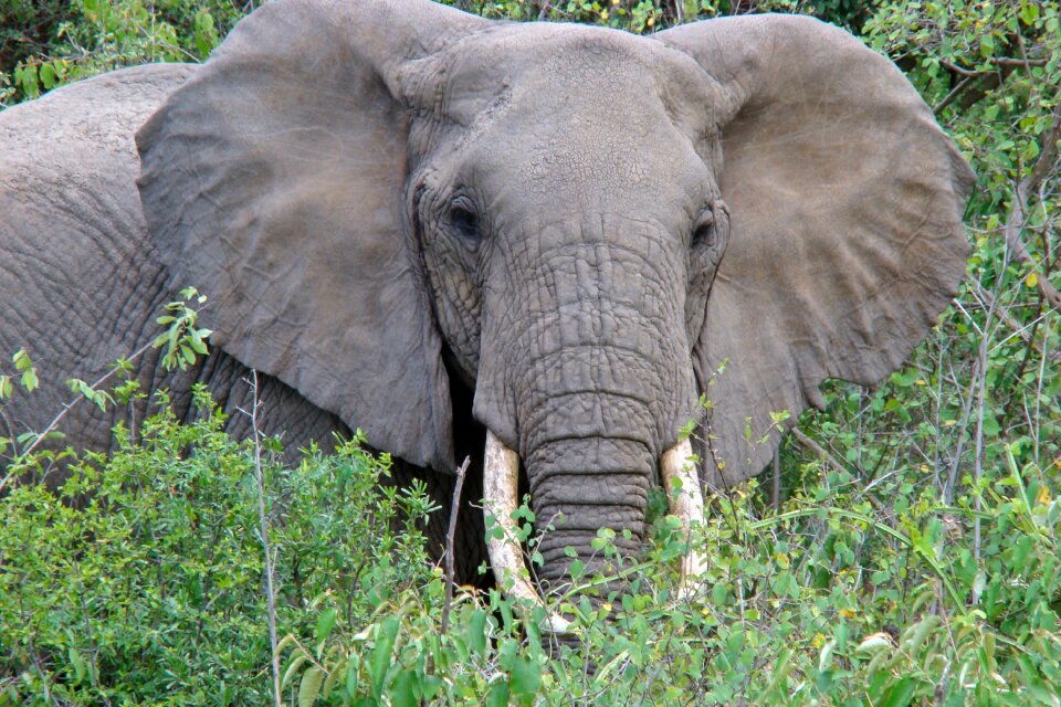Safari africa national park