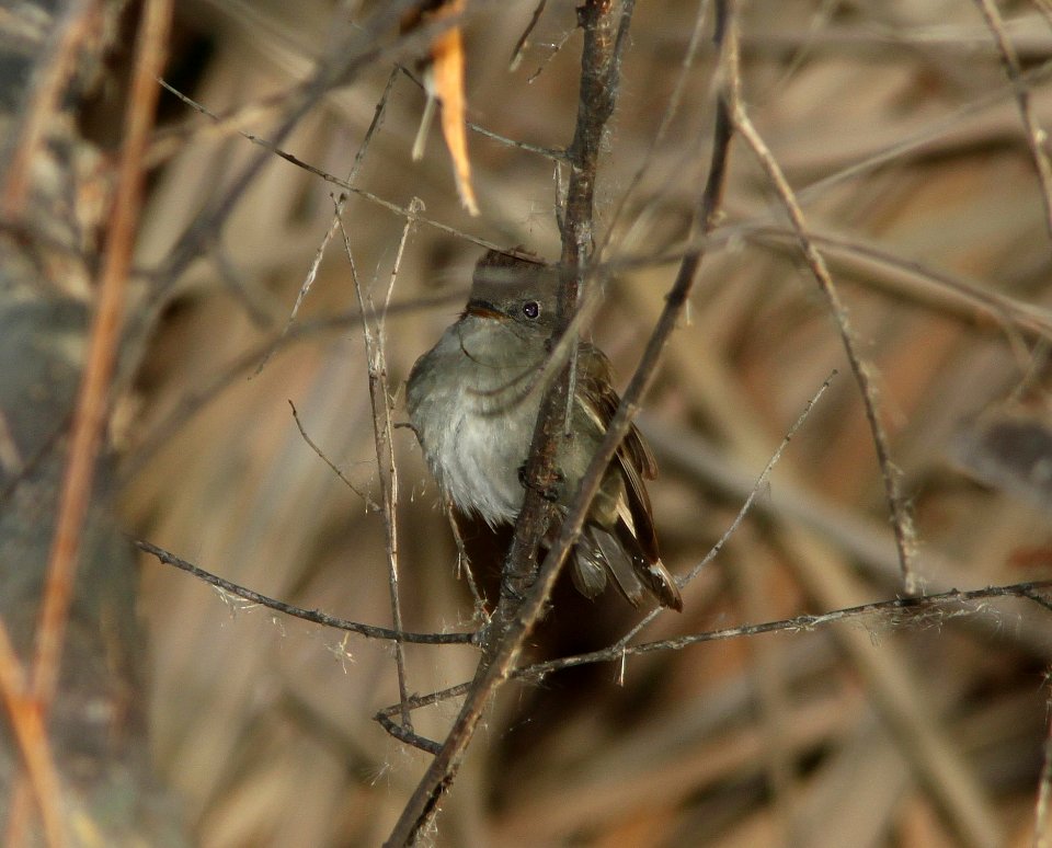 FLYCATCHER, WILLOW (5-10-11) patagonia lake, scc, az -02