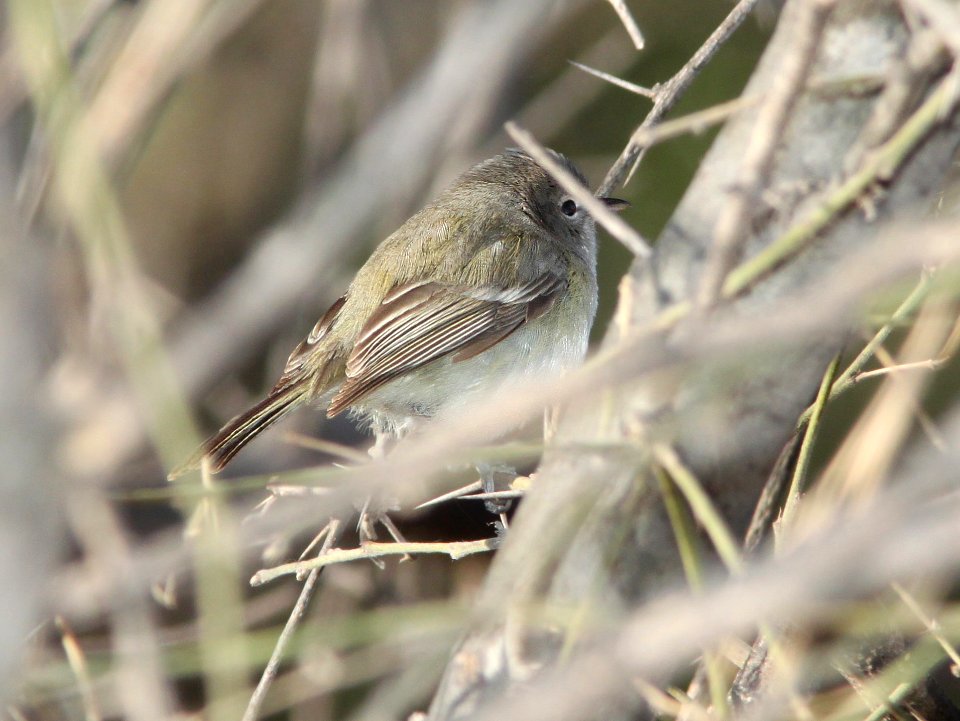 VIREO, BELL'S (4-2-11) blue haven rd, patagonia, scc, az -01