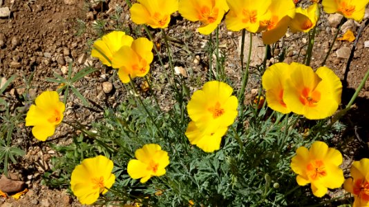 2019.03.23 Catalina State Park
