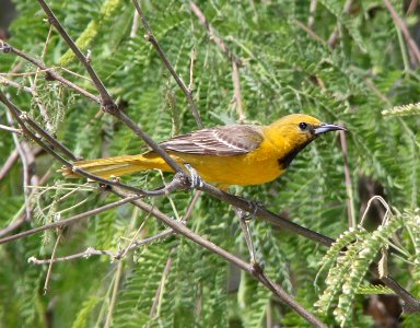 ORIOLE, HOODED (5-12-11) patagonia roadside rest, scc, az -01