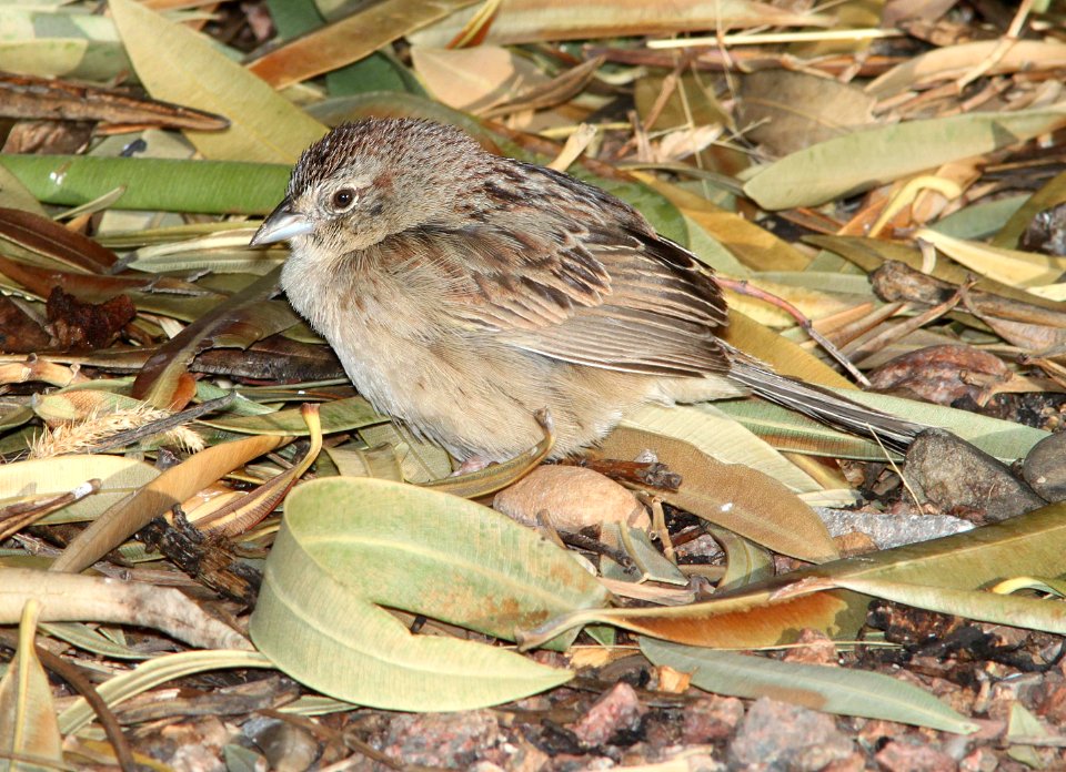 SPARROW, BOTTERI'S (4-10-11) 78 circulo montana, patagonia lake ranch estates, scc, az -13
