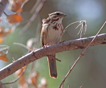 SPARROW, SONG (3-21-11) santa cruz river, scc, az -01