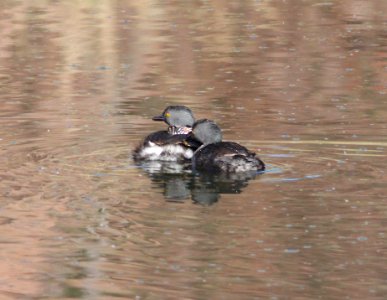 GREBE, LEAST (10-5-11) pena blanca lake, scc, az -02