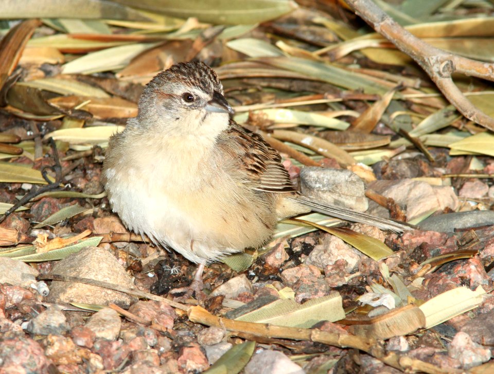 SPARROW, BOTTERI'S (4-10-11) imm, 78 circulo montana, patagonia lake ranch estates, scc, az -04