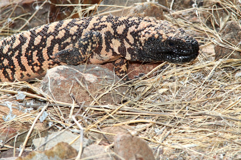 RETICULATE GILA MONSTER (Heloderma suspectum suspectum) (5-17-11) patagonia lake, scc, az -04