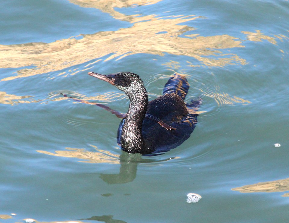 CORMORANT, PELAGIC (12-25-11) point arena, ca - (2)
