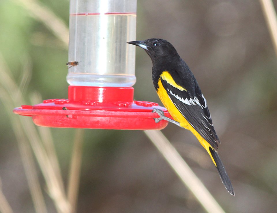 ORIOLE, SCOTT'S (3-22-11) paton's yard, patagonia, scc, az -01