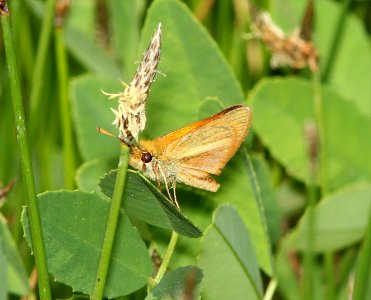 SKIPPER, SUNRISE (Adopaeoides prittwitzi) (6-5-11) santa cruz river, san rafael grasslands, scc, az -02