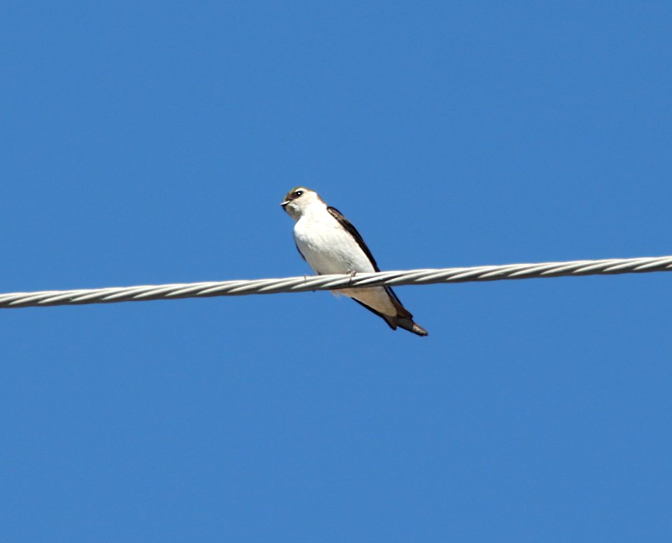 SWALLOW, VIOLET-GREEN (3-31-11) pena blanca lake, scc, az -02