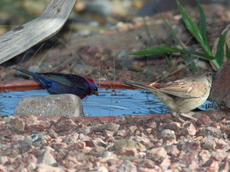 BUNTING, VARIED (5-31-11) 78 circulo montana, patagonia lake ranch estates, scc, az -04 with botteri's sparrow at feeder
