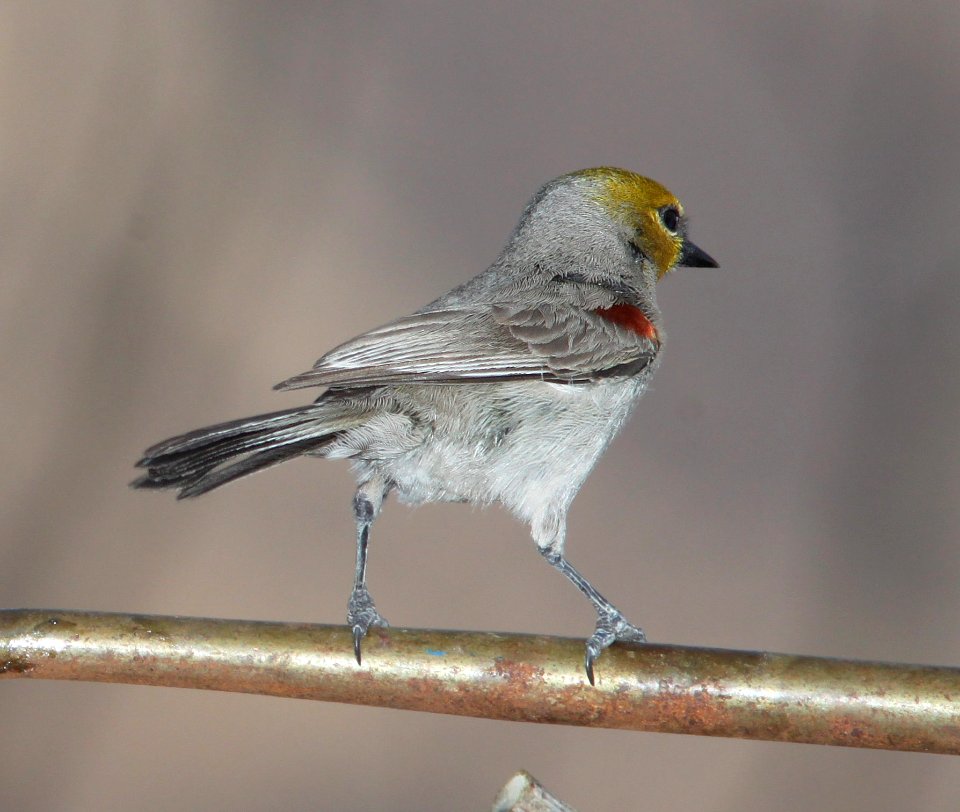 VERDIN (4-4-11) 78 circulo montana, patagonia lake ranch estates, scc, az -01