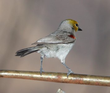 VERDIN (4-4-11) 78 circulo montana, patagonia lake ranch estates, scc, az -01