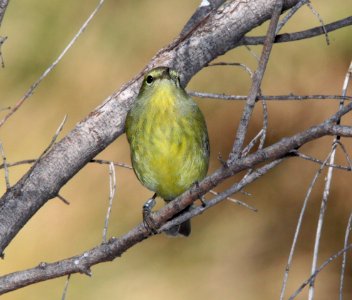 WARBLER, ORANGE-CROWNED (9-29-11) pena blanca lake, scc, az -02