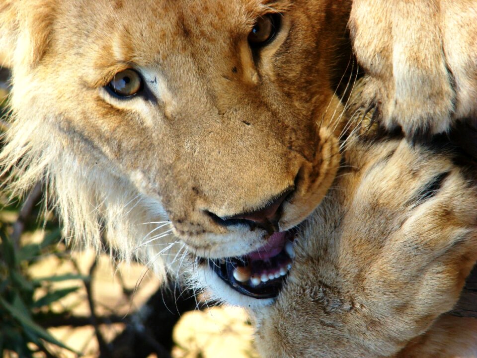Animal world wildlife predator