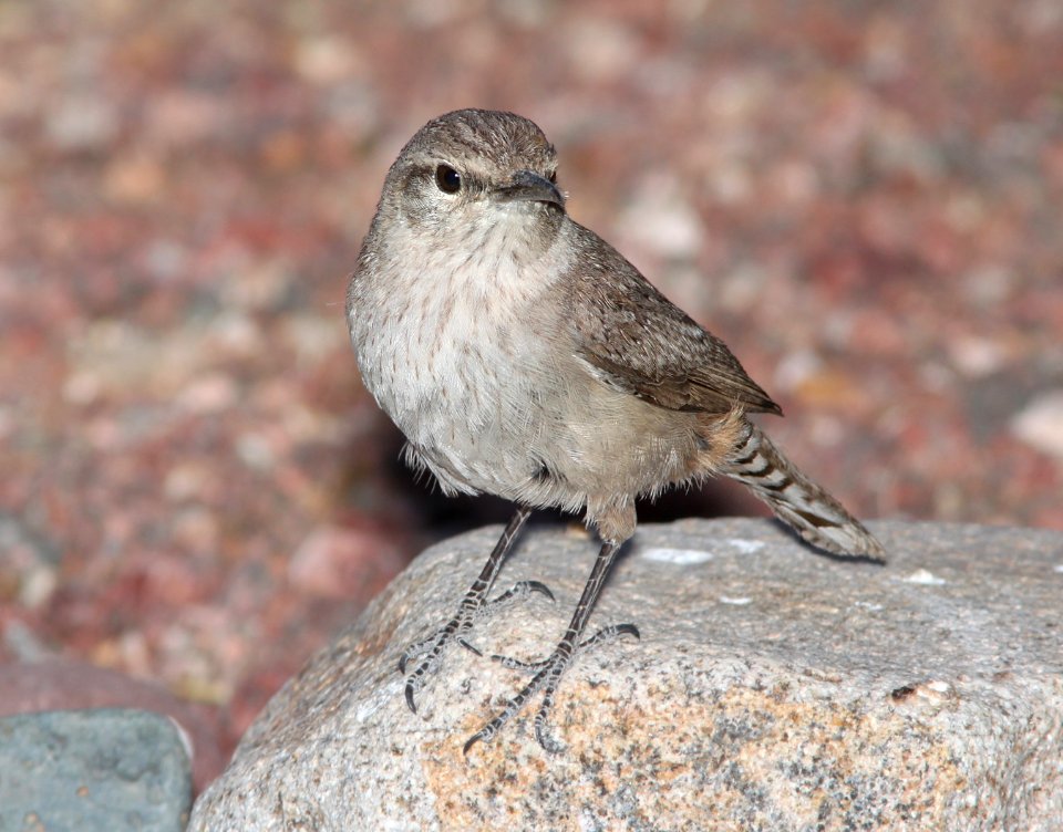 WREN, ROCK (3-30-11) 78 circulo montana, patagonia lake ranch estates, scc, az -01