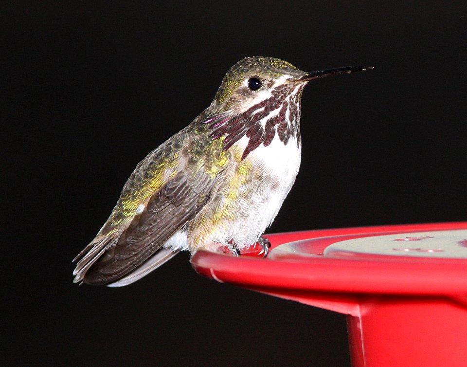 HUMMINGBIRD, CALLIOPE (4-2-11) 78 circulo montana, patagonia lake ranch estates, scc, az -02