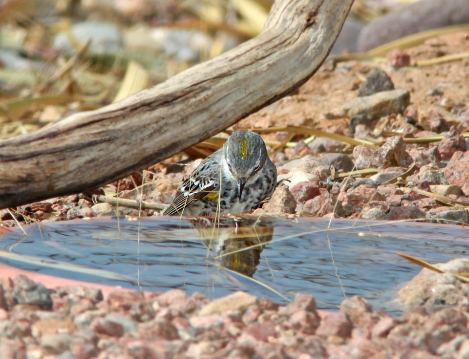 835 - MYRLTLE WARBLER (5-5-11) myrtle, 78 circulo montana, patagonia lake ranch estates, scc, az -02