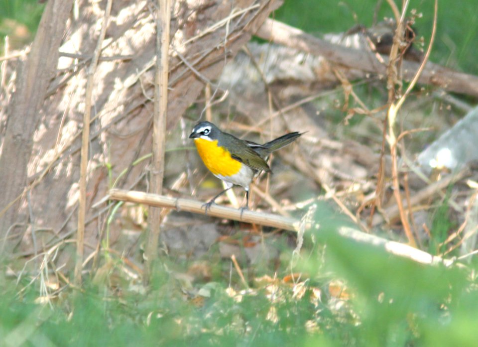 CHAT, YELLOW-BREASTED (5-8-11) de anza trail, tumacacori, scc, az -01