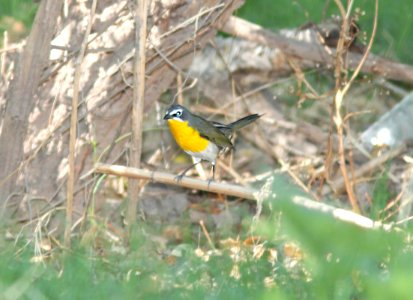 CHAT, YELLOW-BREASTED (5-8-11) de anza trail, tumacacori, scc, az -01