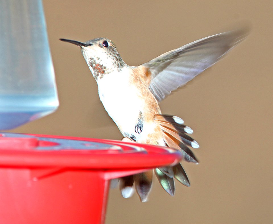 HUMMINGBIRD. RUFOUS (3-27-11) 78 circulo montana, patagonia lake ranch estates, scc, az -01