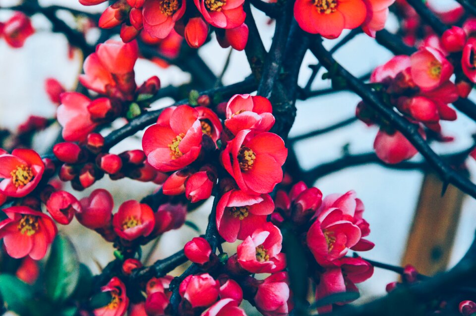 Spring nature summer