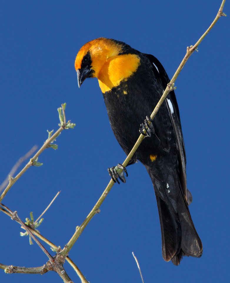 BLACKBIRD, YELLOW-HEADED (4-6-11) patagonia lake state park, scc, az -04