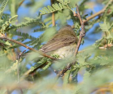 VIREO, WARBLING? (5-10-11) patagonia lake, scc, az -02