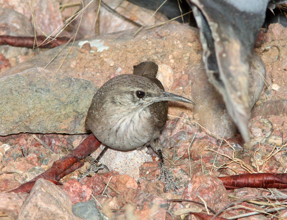 WREN, ROCK (3-14-11) 78 circulo montana, patagonia lake ranch estates, scc, az -01