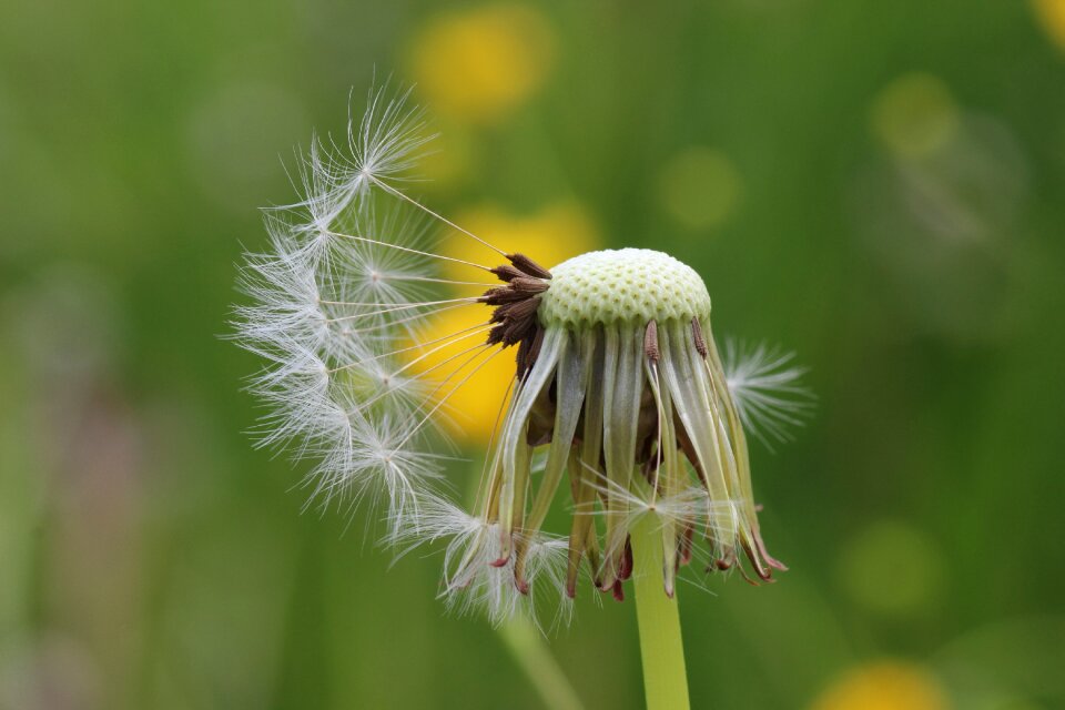 Meadow early summer faded