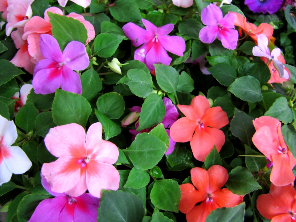 flowers mixed colors