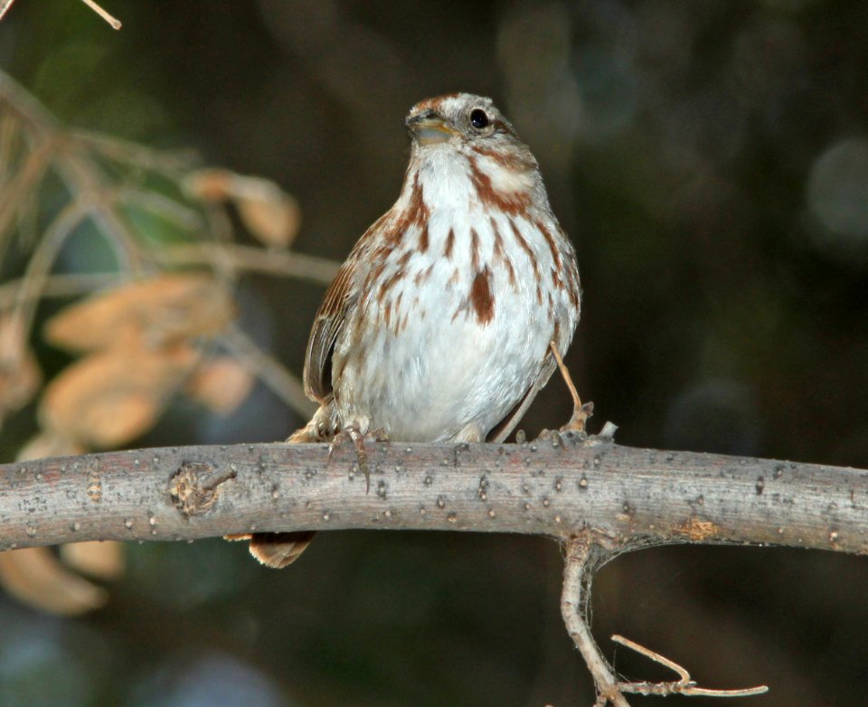 SPARROW, SONG (3-21-11) santa cruz river, scc, az -07