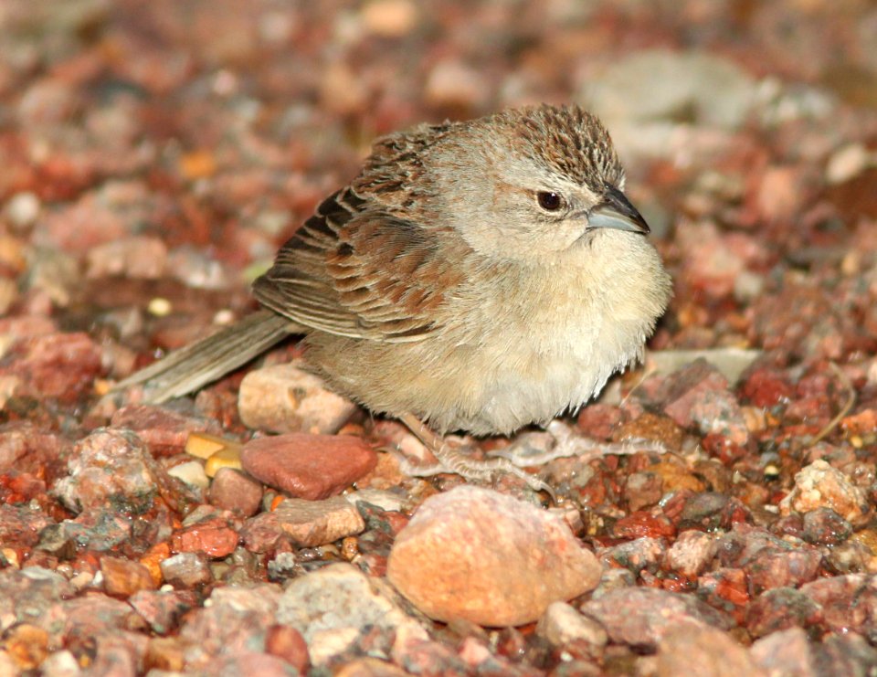 SPARROW, BOTTERI'S (5-3-11) 78 circulo montana, patagonia lake ranch estates, scc, az -06