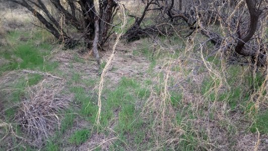 Catalina State Park photo